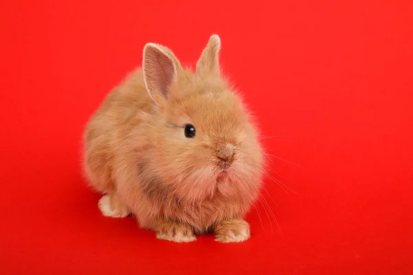 Conejo en el fondo de color —  Fotos de Stock