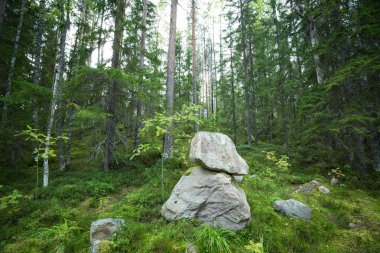 Karanlık Orman arka plan.