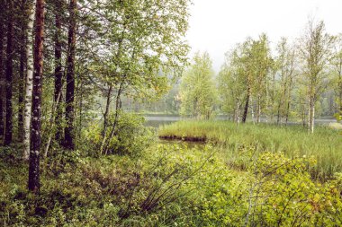 Karanlık Orman arka plan.