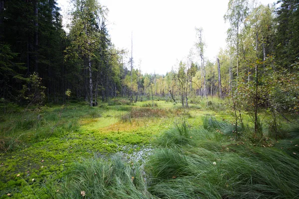 Donker bos achtergrond. — Stockfoto