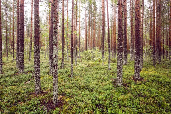 어두운 숲 배경. — 스톡 사진