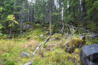 Karanlık Orman arka plan.