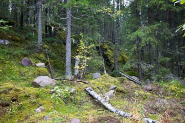 Karanlık Orman arka plan.