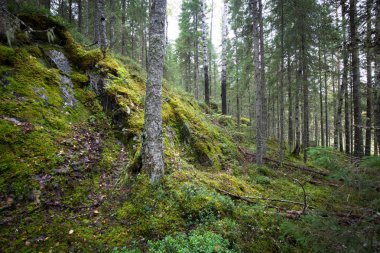 Karanlık Orman arka plan.