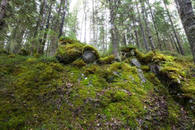 Karanlık Orman arka plan.