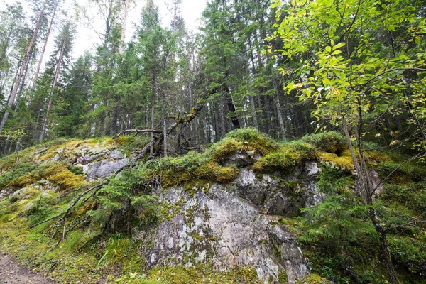 Temný hvozd pozadí. — Stock fotografie