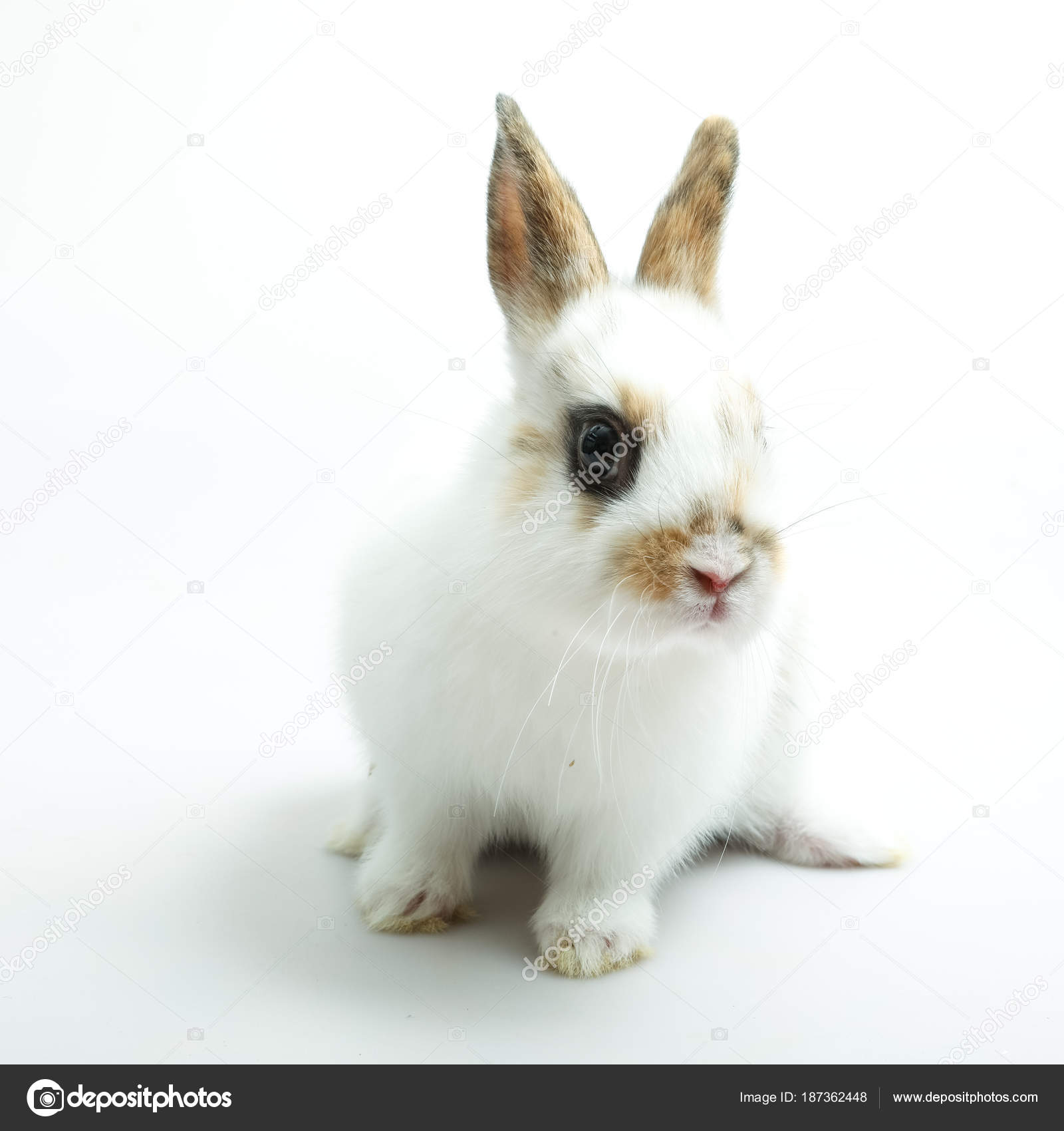 Bebe Lapin Orange Sur Fond Blanc Photographie Djemphoto C Bebe Lapin Orange Sur Fond Blanc Photographie Djemphoto C