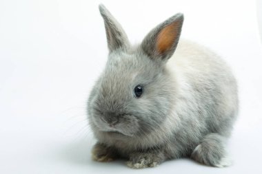 Beyaz arka planda turuncu rabbit bebek