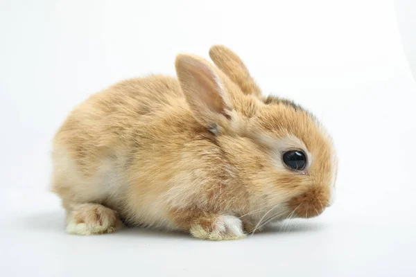 Baby orange kanin på vit bakgrund — Stockfoto