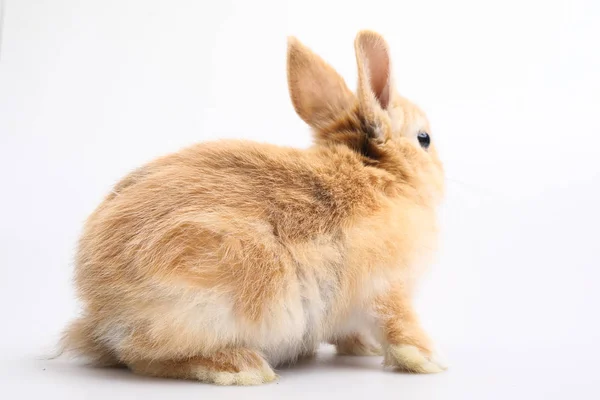 白色背景上的橙色兔宝宝 — 图库照片