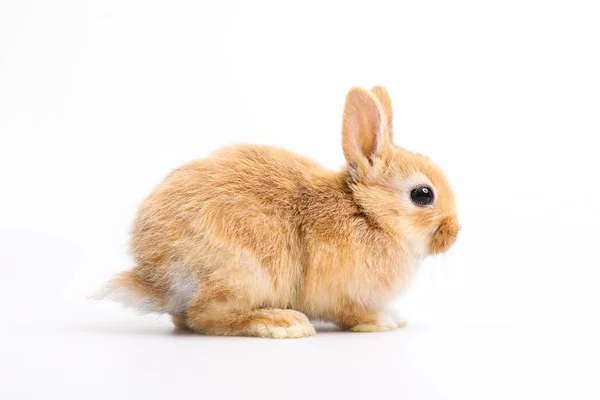 Beyaz arka planda turuncu rabbit bebek — Stok fotoğraf