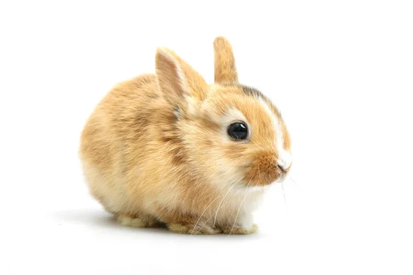 Bebé de conejo naranja sobre fondo blanco —  Fotos de Stock