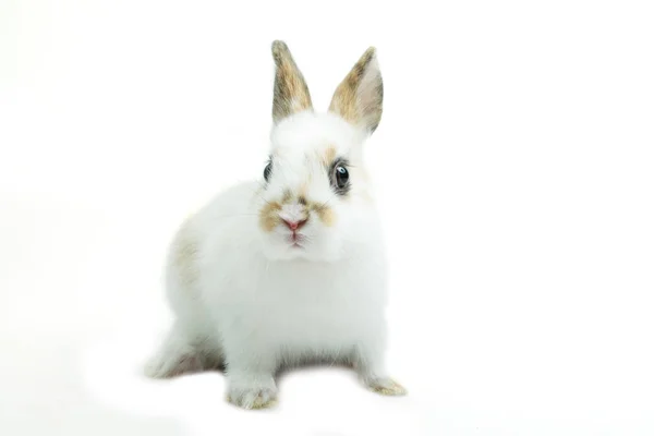 Baby oranžové králík na bílém pozadí — Stock fotografie