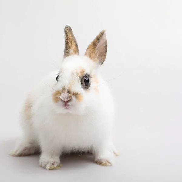Bambino di coniglio arancione su sfondo bianco — Foto Stock