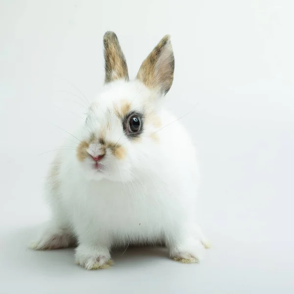 Beyaz arka planda turuncu rabbit bebek — Stok fotoğraf