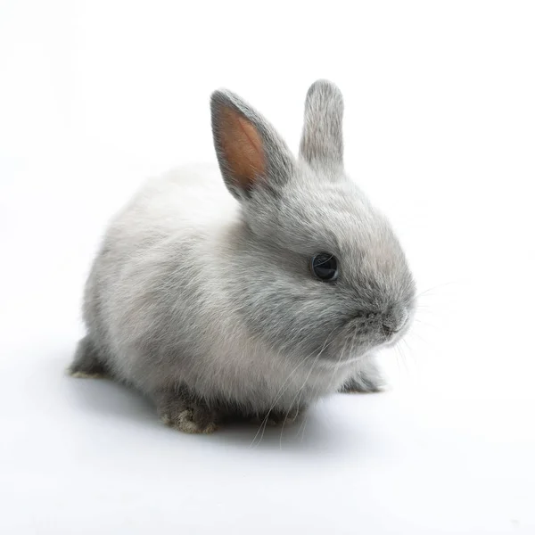 Baby des orangen Kaninchens auf weißem Hintergrund — Stockfoto