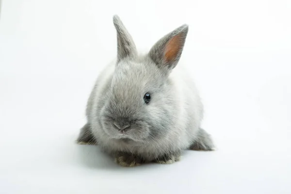白色背景上的橙色兔宝宝 — 图库照片