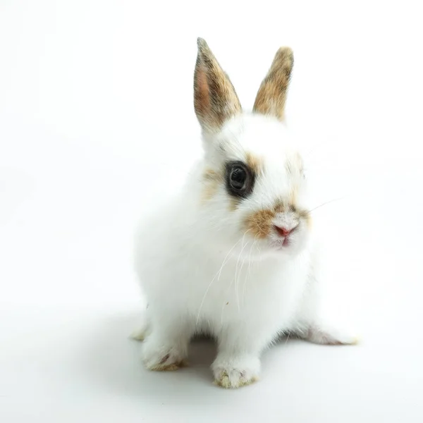 Оранжевый кролик на белом фоне — стоковое фото