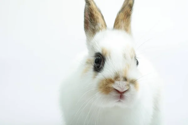 Baby van Oranje konijn op witte achtergrond — Stockfoto