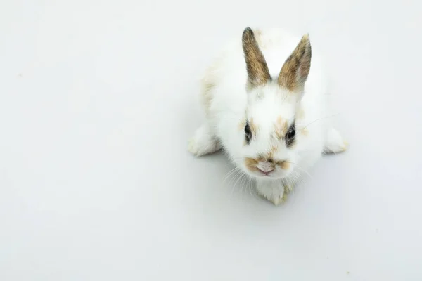 Bebê de coelho laranja no fundo branco — Fotografia de Stock