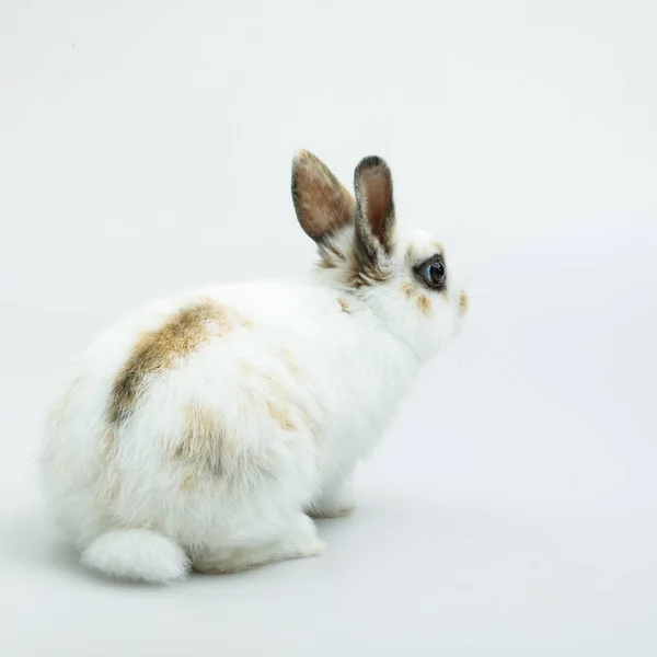 Beyaz arka planda turuncu rabbit bebek — Stok fotoğraf