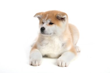 Genç Acita-Inu köpek yavrusu