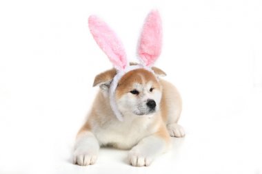 Genç Acita-Inu köpek yavrusu