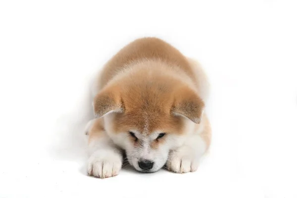 Cão filhote de cachorro jovem Acita-inu — Fotografia de Stock