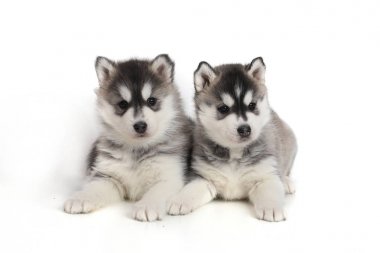 Şirin Sibirya köpeği.