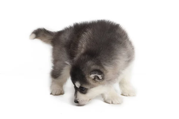 Gullig valp sibirisk husky — Stockfoto