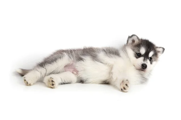 Niedlicher Welpe sibirischer Husky — Stockfoto