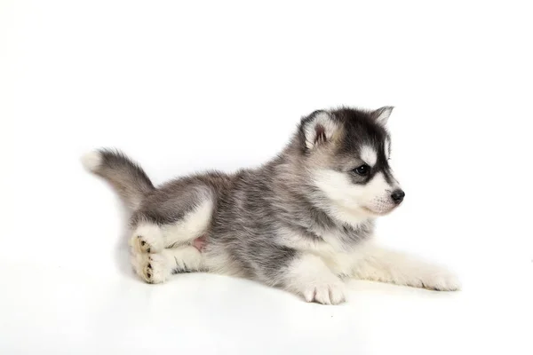 Lindo cachorro siberiano husky —  Fotos de Stock