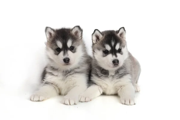 Niedlicher Welpe sibirischer Husky — Stockfoto