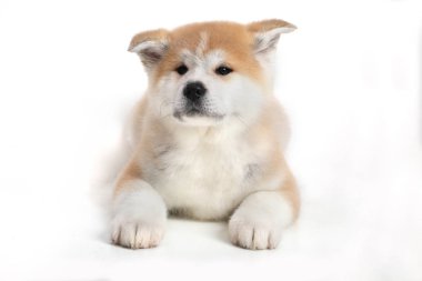 Genç Acita-Inu köpek yavrusu