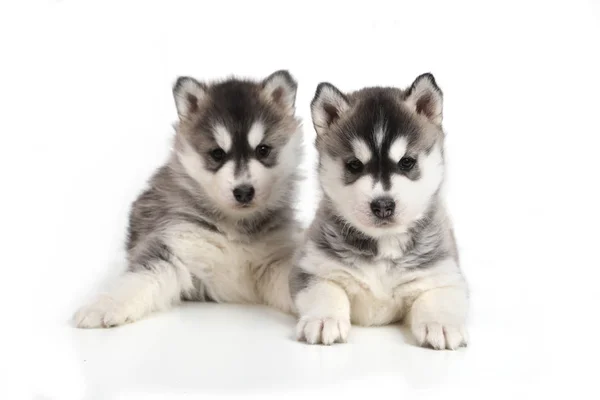 Χαριτωμένο κουτάβι Siberian husky — Φωτογραφία Αρχείου