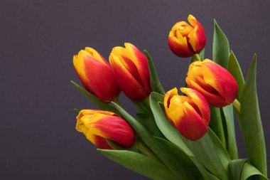 Lale çiçek kartpostal