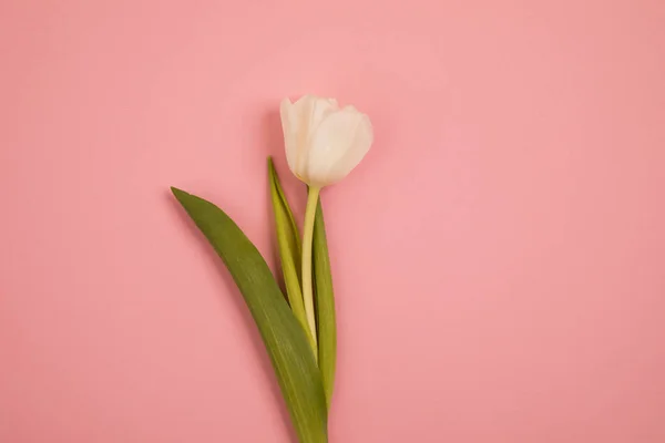 Tarjeta postal de flor de tulipán — Foto de Stock