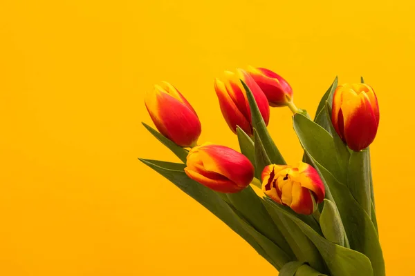 Tulipa flores cartão postal — Fotografia de Stock