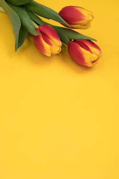 Открытка с цветами тюльпана — стоковое фото