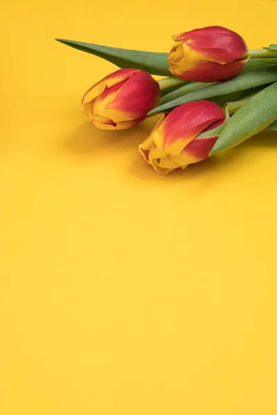 Tulp bloemen briefkaart — Stockfoto