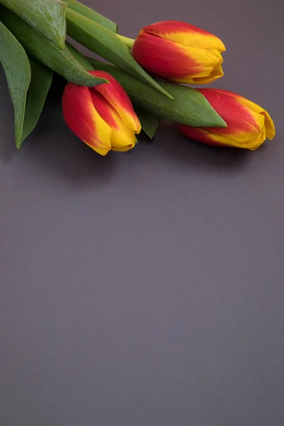 Tulip flowers postcard — Stock Photo, Image