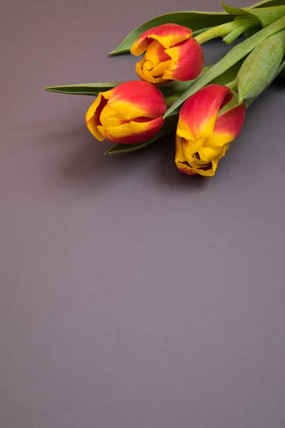 Tulp bloemen briefkaart — Stockfoto