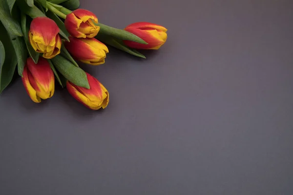 Tulipán květy pohlednice — Stock fotografie