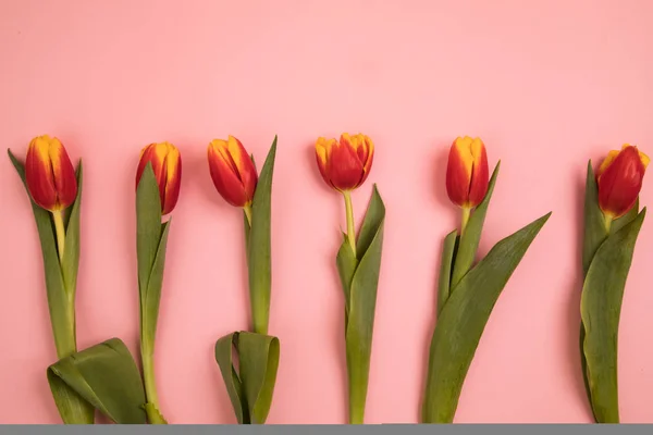 Pocztówka kwiaty tulipan — Zdjęcie stockowe