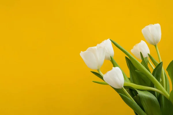 Tulipa flores cartão postal — Fotografia de Stock