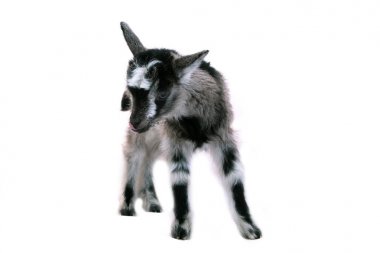 Küçük güzel goatling