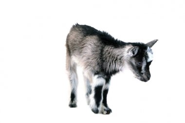Küçük güzel goatling