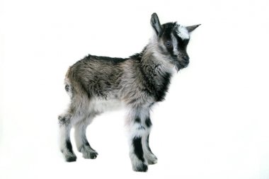 Küçük güzel goatling