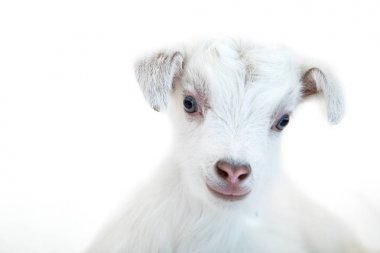 Beyaz arka plan önünde kuzu