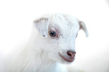 Beyaz arka plan önünde kuzu